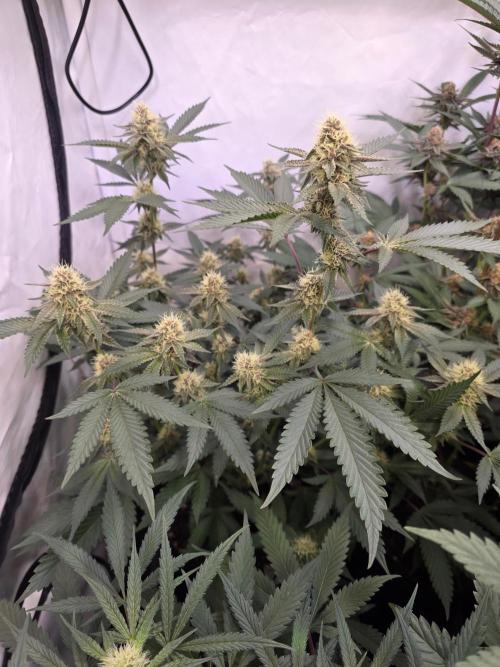 Super Buff Cherry● Colorado Nightshifter. Week 9 - Colorado Nightshifter 