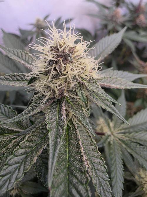 Super Buff Cherry● Colorado Nightshifter. Week 9 - Colorado Nightshifter 