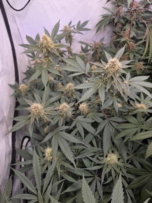 Super Buff Cherry● Colorado Nightshifter. Week 10 - Colorado Nightshifter 