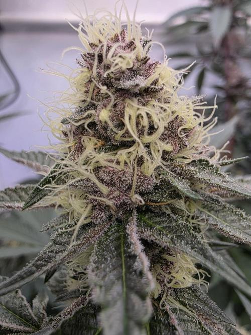 Super Buff Cherry● Colorado Nightshifter. Week 10 - Colorado Nightshifter