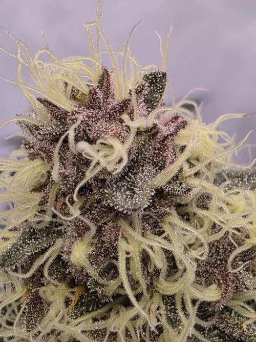 Super Buff Cherry● Colorado Nightshifter. Week 10 - Colorado Nightshifter
