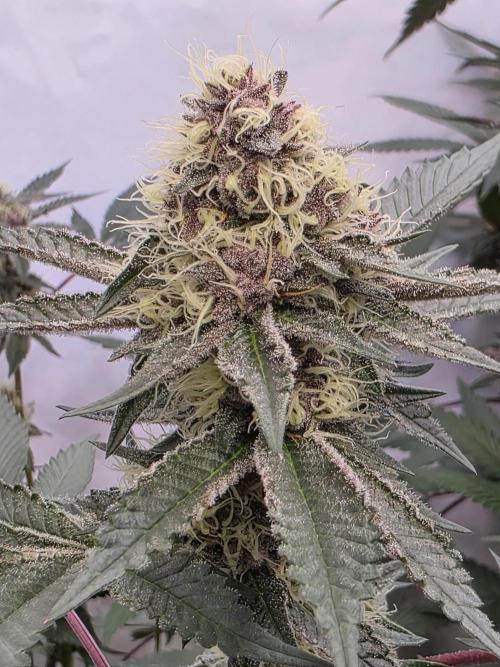 Super Buff Cherry● Colorado Nightshifter. Week 10 - Colorado Nightshifter