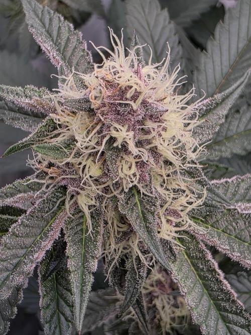 Super Buff Cherry● Colorado Nightshifter. Week 10 - Colorado Nightshifter