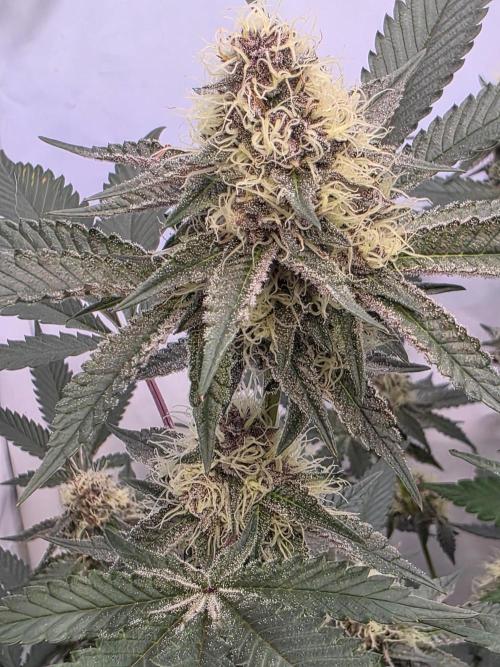 Super Buff Cherry● Colorado Nightshifter. Week 10 - Colorado Nightshifter
