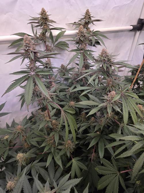 Super Buff Cherry● Colorado Nightshifter. Week 10 - Super Buff Cherry #26 