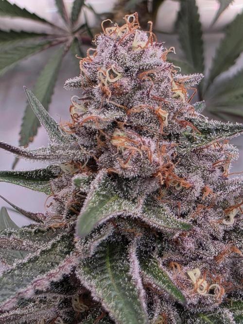 Super Buff Cherry● Colorado Nightshifter. Week 10 - Super Buff Cherry #26 