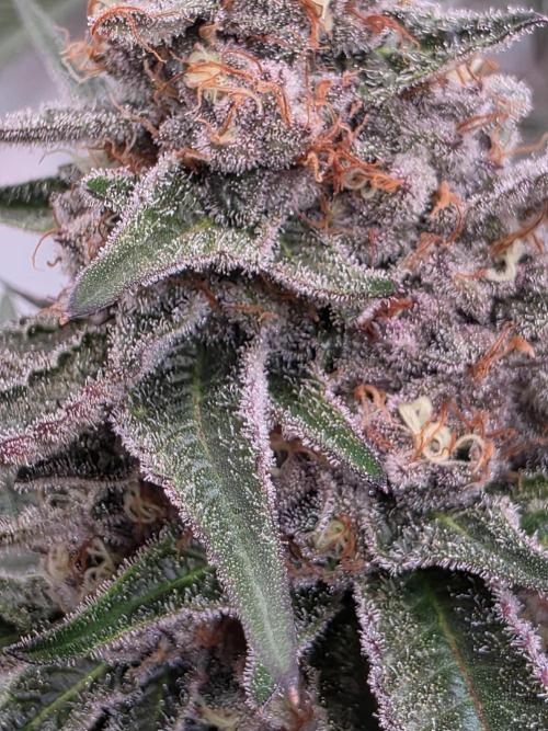 Super Buff Cherry● Colorado Nightshifter. Week 10 - Super Buff Cherry #26 