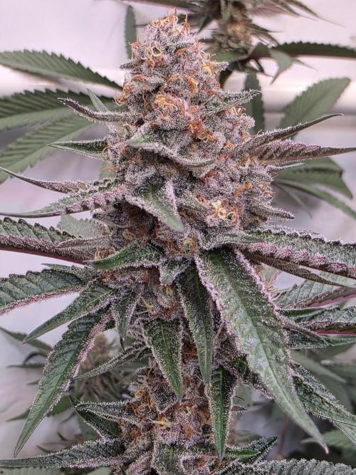 Super Buff Cherry● Colorado Nightshifter. Week 10 - Super Buff Cherry #26 