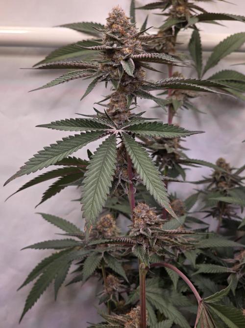 Super Buff Cherry● Colorado Nightshifter. Week 10 - Super Buff Cherry #26 
