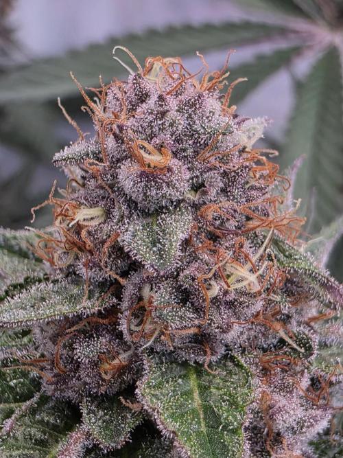 Super Buff Cherry● Colorado Nightshifter. Week 10 - Super Buff Cherry #26 