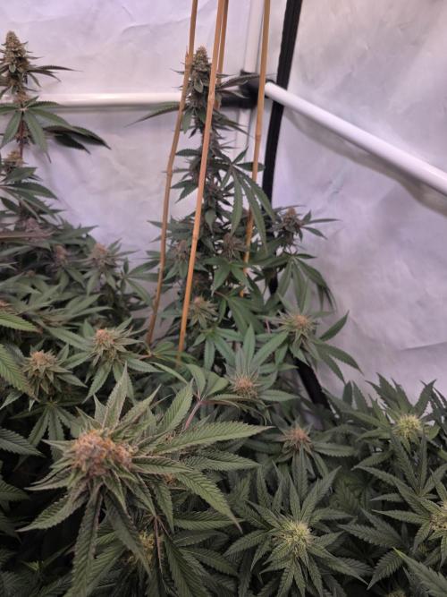 Super Buff Cherry● Colorado Nightshifter. Week 10 - Super Buff Cherry #26 
