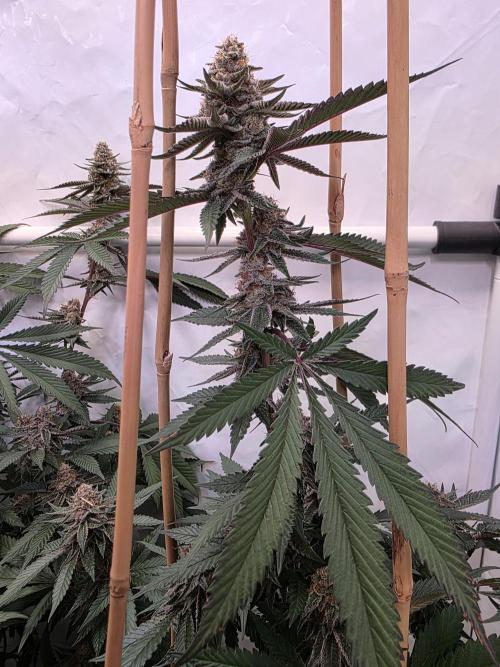 Super Buff Cherry● Colorado Nightshifter. Week 10 - Super Buff Cherry #26 