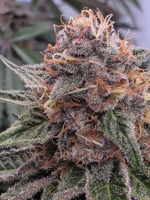 Super Buff Cherry● Colorado Nightshifter. Week 10 - Super Buff Cherry #26 
