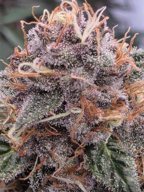 Super Buff Cherry● Colorado Nightshifter. Week 10 - Super Buff Cherry #26 