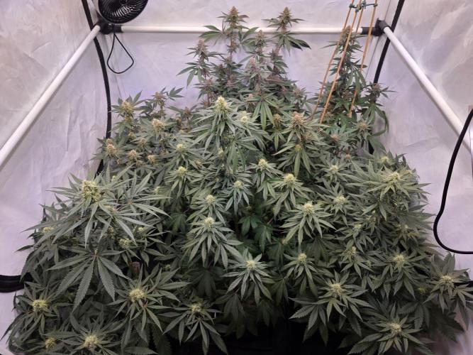 Super Buff Cherry● Colorado Nightshifter. Week 10