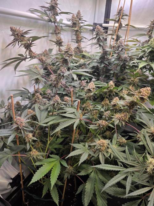 Super Buff Cherry● Colorado Nightshifter. Week 11 - Colorado Nightshifter