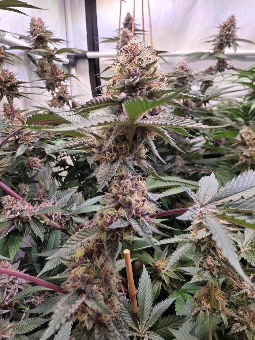 Super Buff Cherry● Colorado Nightshifter. Week 11 - Colorado Nightshifter