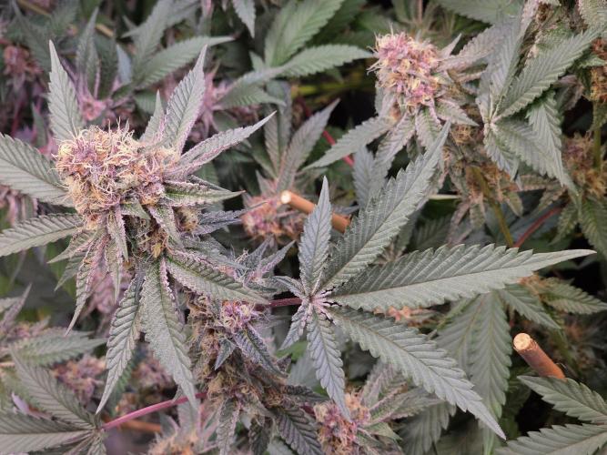 Super Buff Cherry● Colorado Nightshifter. Week 11 - Colorado Nightshifter