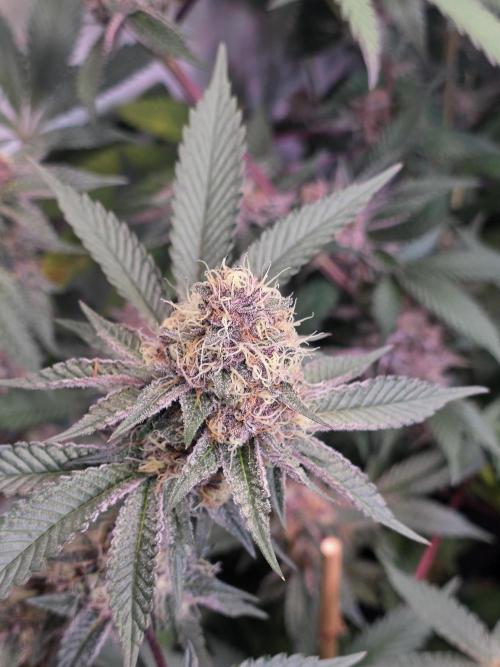 Super Buff Cherry● Colorado Nightshifter. Week 11 - Colorado Nightshifter