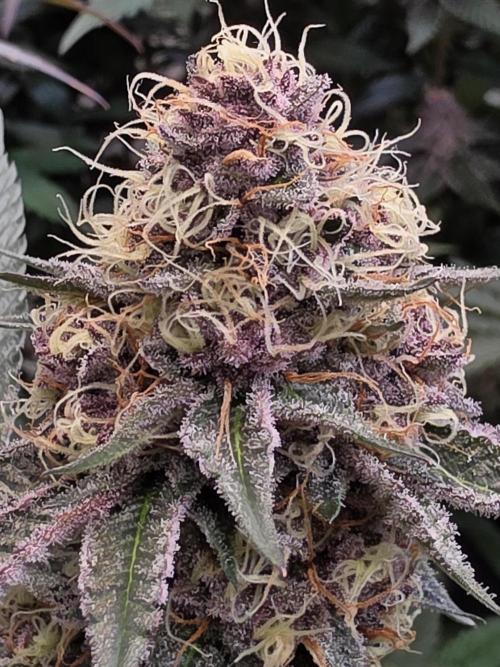 Super Buff Cherry● Colorado Nightshifter. Week 11 - Colorado Nightshifter