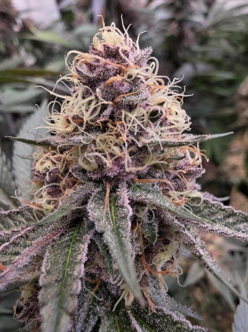 Super Buff Cherry● Colorado Nightshifter. Week 11 - Colorado Nightshifter