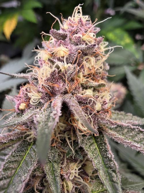 Super Buff Cherry● Colorado Nightshifter. Week 11 - Colorado Nightshifter