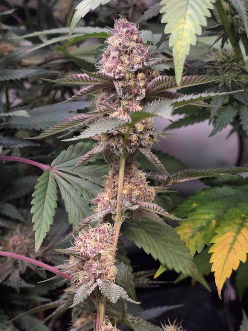 Super Buff Cherry● Colorado Nightshifter. Week 11 - Colorado Nightshifter