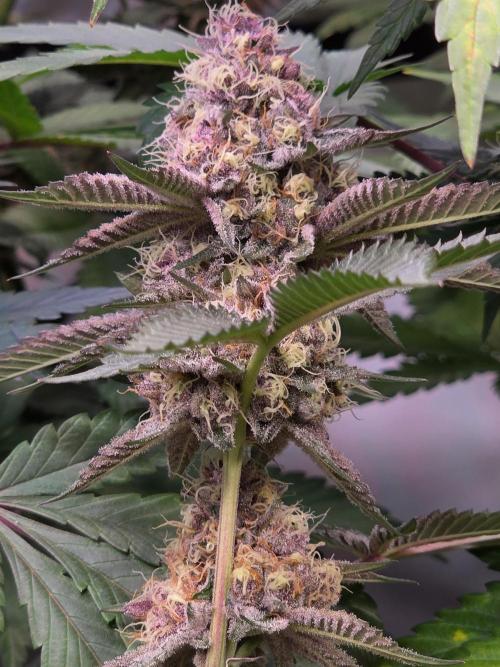 Super Buff Cherry● Colorado Nightshifter. Week 11 - Colorado Nightshifter