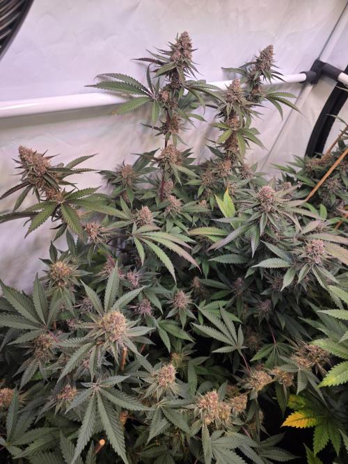 Super Buff Cherry● Colorado Nightshifter. Week 11 - Super Buff Cherry #26 