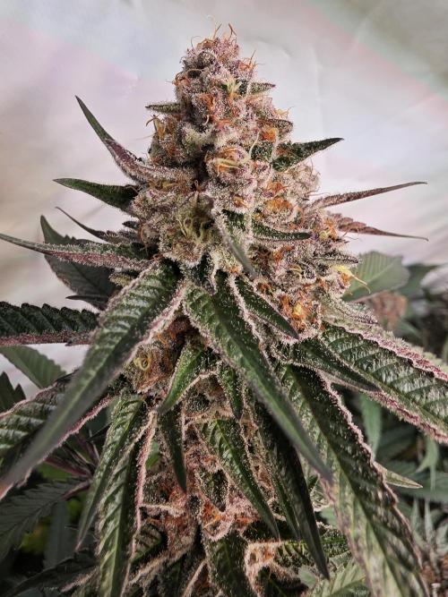 Super Buff Cherry● Colorado Nightshifter. Week 11 - Super Buff Cherry #26 