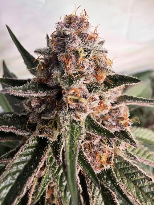 Super Buff Cherry● Colorado Nightshifter. Week 11 - Super Buff Cherry #26 