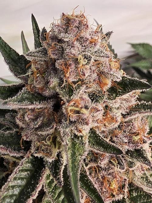 Super Buff Cherry● Colorado Nightshifter. Week 11 - Super Buff Cherry #26 