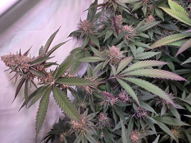 Super Buff Cherry● Colorado Nightshifter. Week 11 - Super Buff Cherry #26 