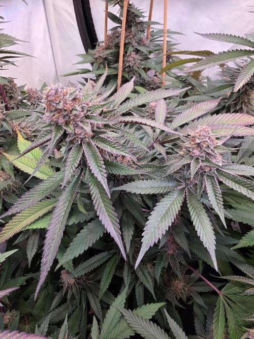 Super Buff Cherry● Colorado Nightshifter. Week 11 - Super Buff Cherry #26 