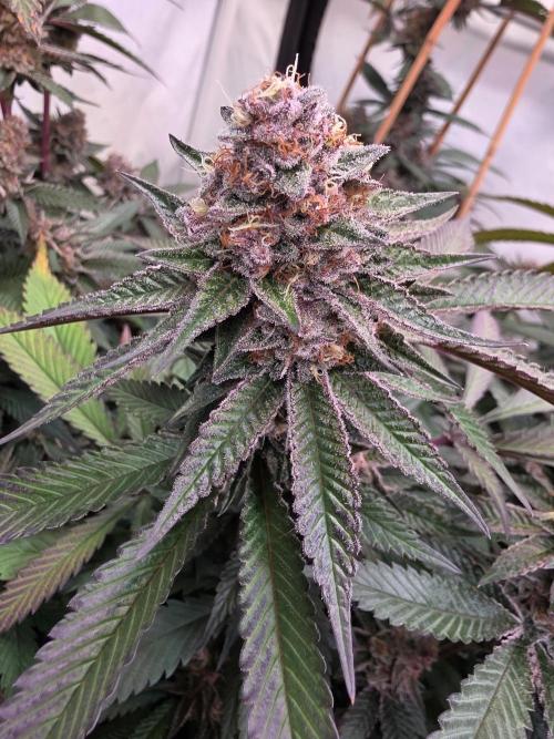 Super Buff Cherry● Colorado Nightshifter. Week 11 - Super Buff Cherry #26 