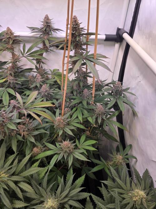 Super Buff Cherry● Colorado Nightshifter. Week 11 - Super Buff Cherry #26 