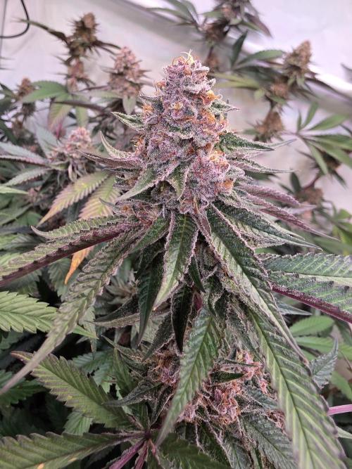 Super Buff Cherry● Colorado Nightshifter. Week 11 - Super Buff Cherry #26 