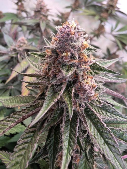 Super Buff Cherry● Colorado Nightshifter. Week 11 - Super Buff Cherry #26 