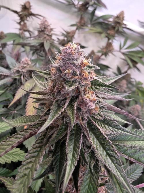 Super Buff Cherry● Colorado Nightshifter. Week 11 - Super Buff Cherry #26 
