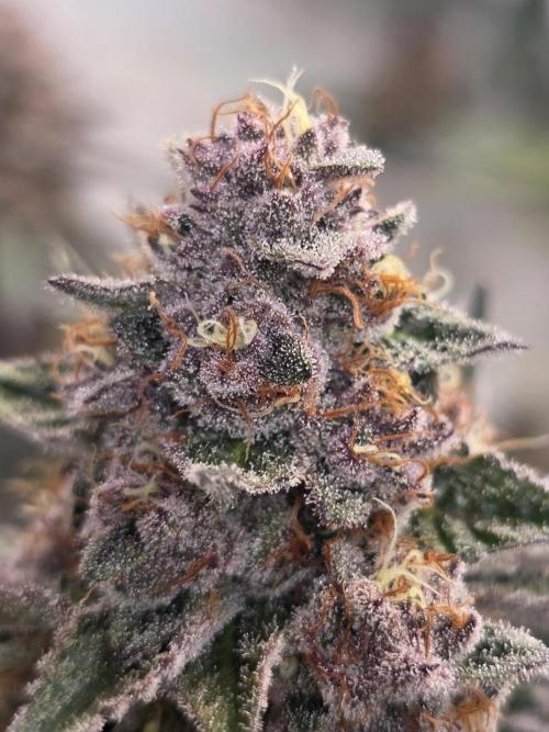 Super Buff Cherry● Colorado Nightshifter. Week 11 - Super Buff Cherry #26 