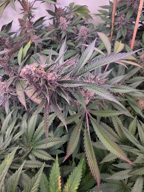Super Buff Cherry● Colorado Nightshifter. Week 11 - Super Buff Cherry #26 