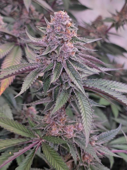 Super Buff Cherry● Colorado Nightshifter. Week 11 - Super Buff Cherry #26 