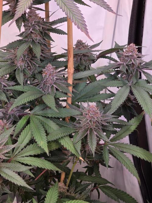 Super Buff Cherry● Colorado Nightshifter. Week 11 - Super Buff Cherry #26 