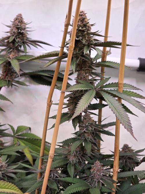 Super Buff Cherry● Colorado Nightshifter. Week 11 - Super Buff Cherry #26 