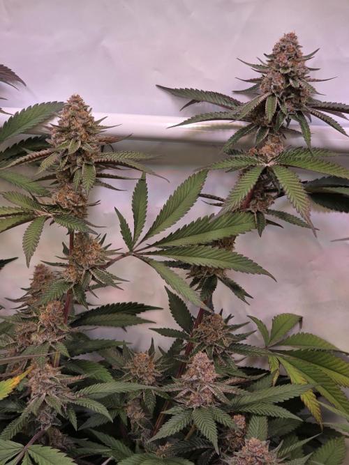 Super Buff Cherry● Colorado Nightshifter. Week 11 - Super Buff Cherry #26 