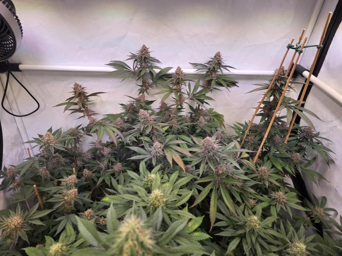 Super Buff Cherry● Colorado Nightshifter. Week 11 - Super Buff Cherry #26 