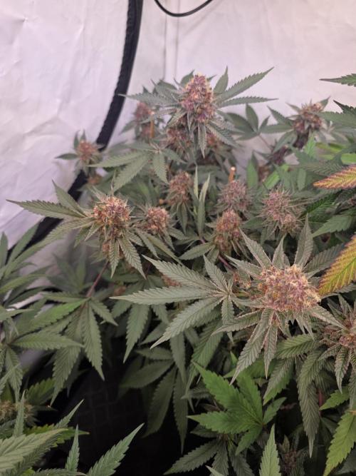 Super Buff Cherry● Colorado Nightshifter. Week 12 - Colorado Nightshifter 