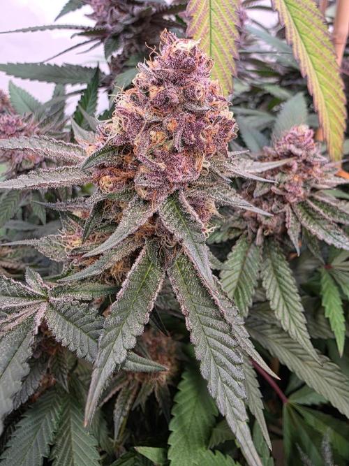 Super Buff Cherry● Colorado Nightshifter. Week 12 - Colorado Nightshifter