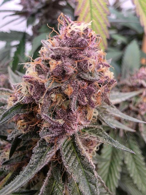 Super Buff Cherry● Colorado Nightshifter. Week 12 - Colorado Nightshifter