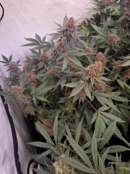Super Buff Cherry● Colorado Nightshifter. Week 12 - Colorado Nightshifter